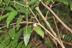 Bois de pomme blanc- Syzygium borbonicum - Myrtacée - B