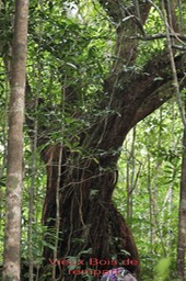 Bois de rempart- Agarista salicifolia- Ericacée - Masc