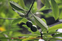 Bois jaune- Ochrosia borbonica - Apocynacée - BM