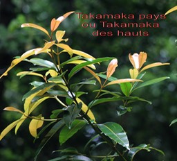 Calophyllum tacamahaca - Clusiacée - BM