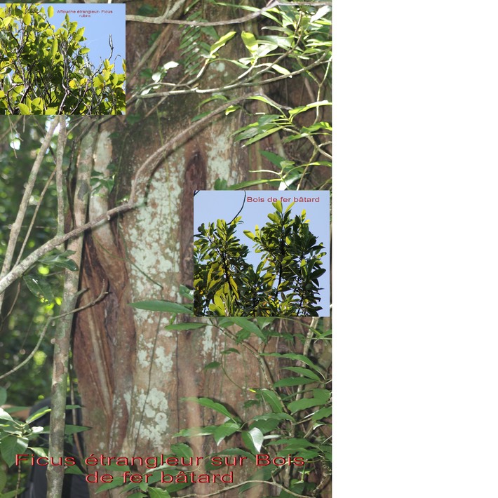 Ficus étrangleur- Ficus rubra - Moracée - Masc
