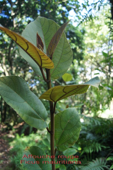 Ficus mauritiana - Moracée - Masc