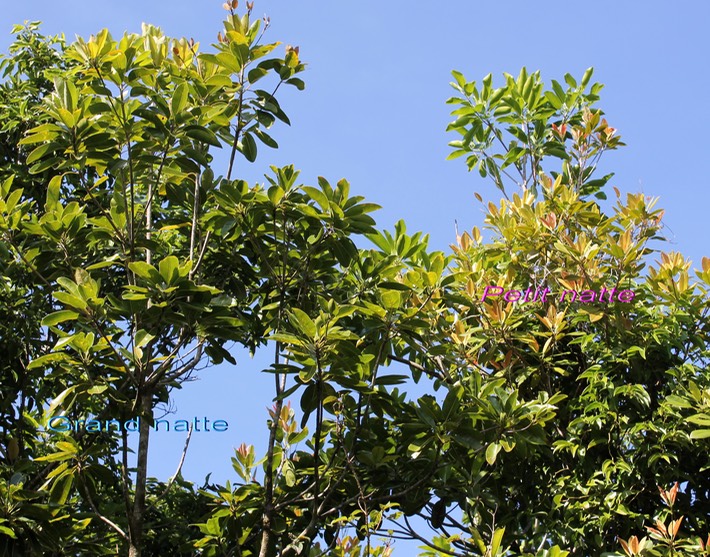 Grand natte- Mimusops balata et Petit natte- Labourdonnaisia calophylloides