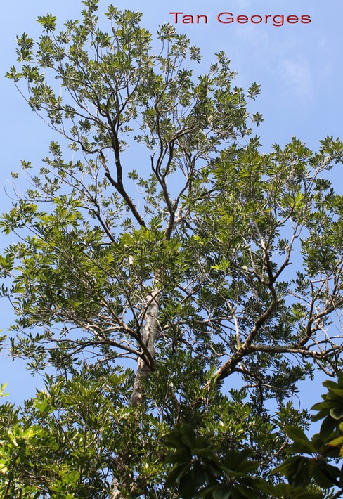Molinaea alternifolia