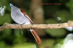 Oiseau la vierge- Tersiphone bourbonensis- Prptégé