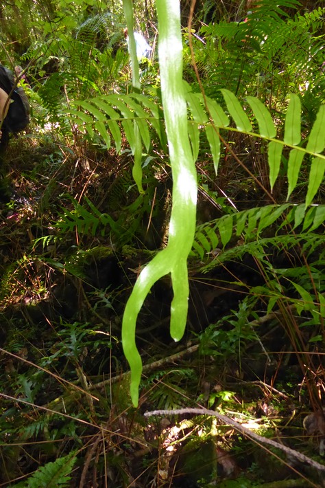 Ophioglossum pendulum ophio=serpent glossum=langue (4)