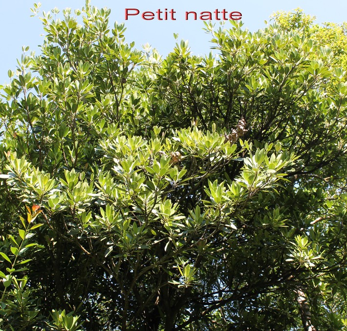 Petit natte - Labourdonnaisia calophylloides