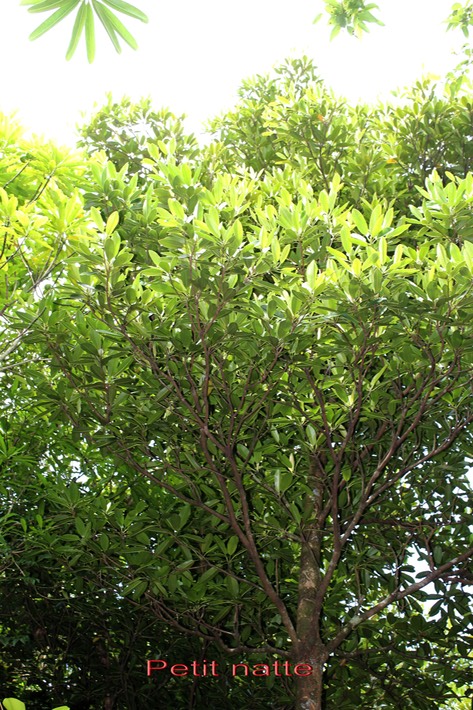 Petit natte- Labourdonnaisia calophylloides- Sapotacée - BM