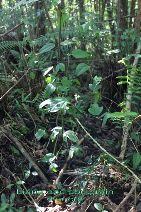 Poc poc grain d'encre- Passiflora suberosa - Passifloracée - exo