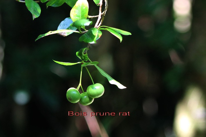 Prune rat - Myonima obovata- Rubiacée - BM