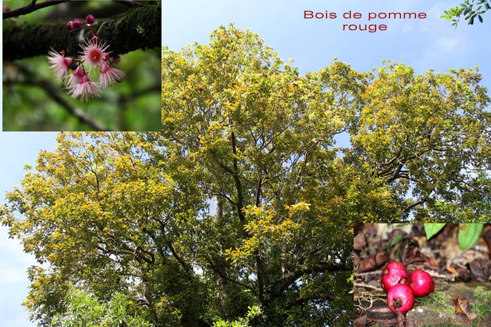 Syzygium cymosum var cymosum- Myrtacée - BM