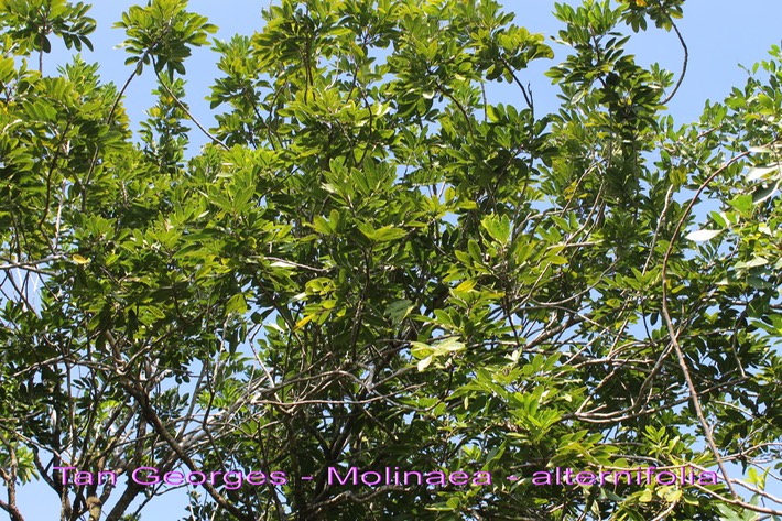 Tan Georges - Molinaea alternifolia- Sapindacée - BM