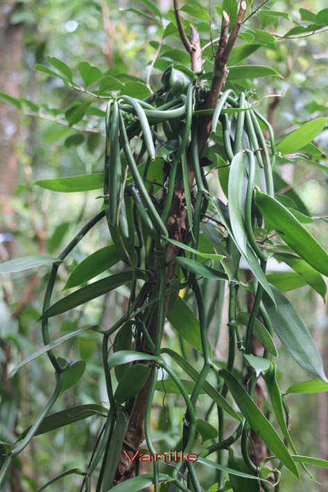 Vanille- Vanilla planifolia - Orchidacée - exo Mexique