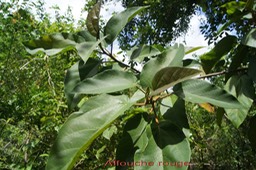 Affouche rouge - Ficus mauritiana -Moracée -BM