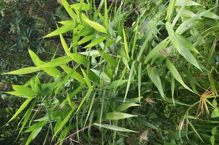 Bambou balai - Thysanolaena latifolia - Poacée -exo