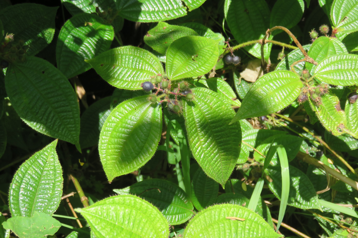 Clidemia hirta - Tabac boeuf - Melastomataceae  - Fruit : bonbon bleu