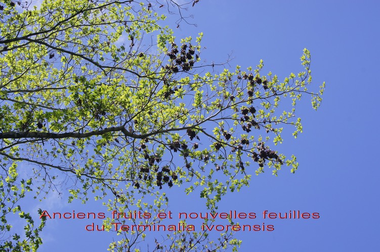 Feuilles et fruits du Terminalia ivorensis