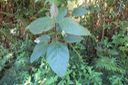 Ficus mauritiana - Affouche rouge - Moracée 