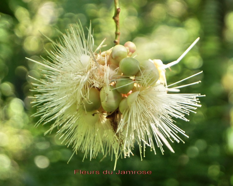 Fleurs du Jamrose- Myrtacée- exo