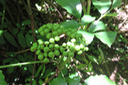 Fruits de Leea guineensis Lam. - Bois de sureau ; Bois de sureau blanc 