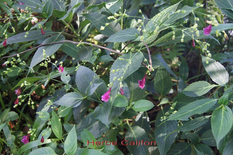 Herbe Califon - Strobilantes hamiltonianus-Acanthacée- exo