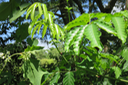 Leea guineensis Lam. - Bois de sureau ; Bois de sureau blanc ; Bois de source -  Leeaceae -