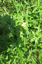 Ludwigia octovalvis - Herbe bourrique - Onagraceae - exotique