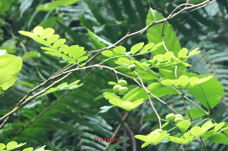 Pétèze- Breynia disticha - Euphorbiacée - exo