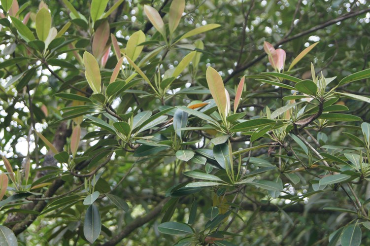 Petit Natte- Labourdonnaisia calophylloides- Sapotacée - B M
