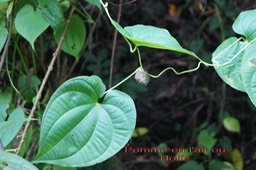 Pomme en l'air ou Hoffe- Dioscorea bulbifera - Dioscoréacée - exo