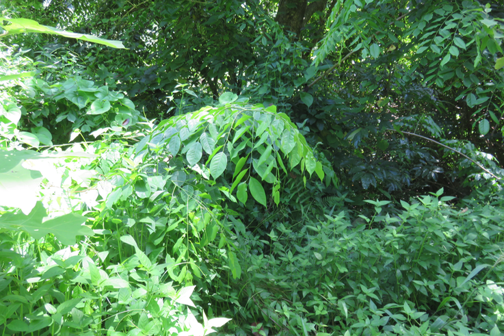 Pterocarpus indicus Willd. Sang dragon - Fabaceae - Exo. (Inde)