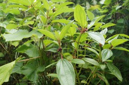 Tristemma mauritianum - Mélastomatacée - exo (1)