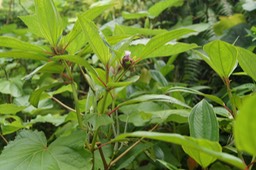 Tristemma mauritianum - Mélastomatacée - exo (2)