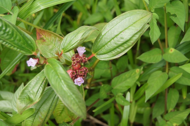 Tristemma mauritianum - Fleurs et fruits