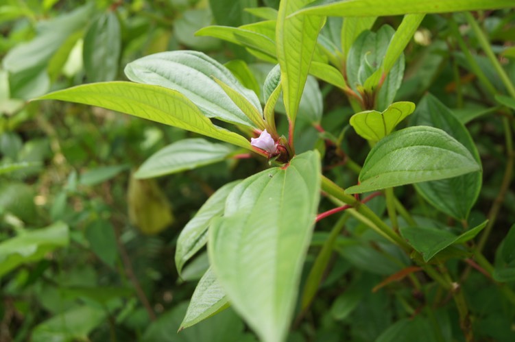 Tristemma mauritianum - Mélastomatacée - exo (3)