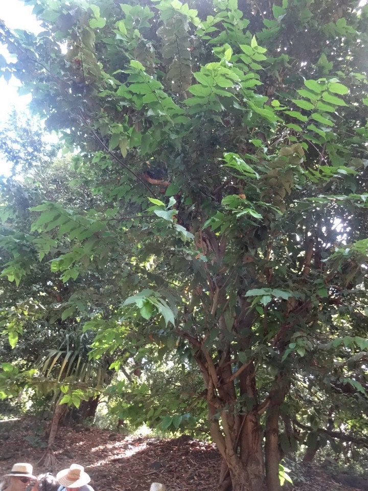 01 1 Guazuma ulmifolia Bibi jacot Malvacee DSC09568