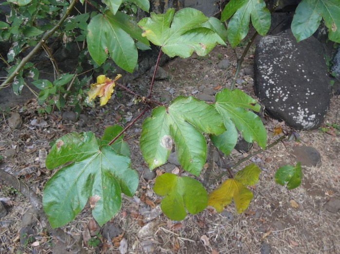 09 2  Jatropha gossipiifolia Faux coton Euphorbiacee DSC09607