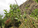 12 - Cissus rotundifolia (Forssk.) Vahl. - Liane de boeuf - Vitaceae - Asie. Afrique tropicale.
