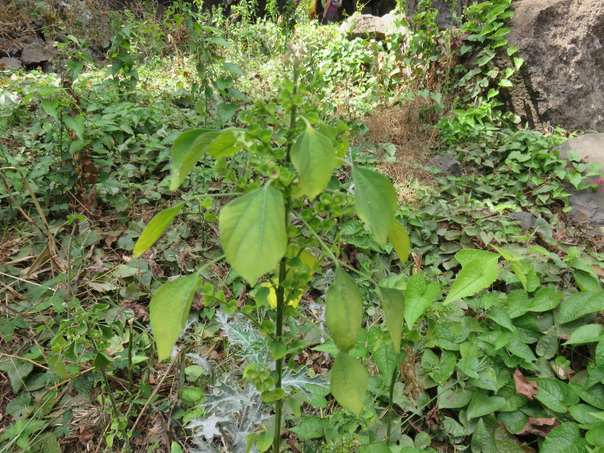 20 - Acalypha indica - ? - fr. herbe chatte  - Euphorbiaceae - Originaire de l'Asie tropicale, de l'Afrique tropicale des îles de l'océan indien