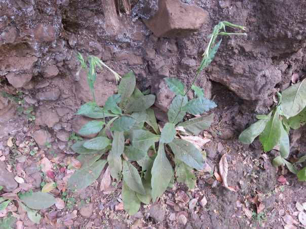 6 - Nicotiana plumbaginifolia (ou plumbaginoides ???) Nicotiana plumbaginifolia Viv. - ø - Solanaceae - Mexique. Brésil. Guatemala. Floride. Antilles.