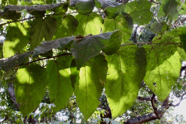 Bibi jacquot - Guazuma ulmifolia - Malvaceae