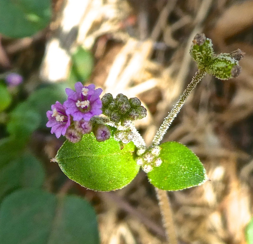 Boerhavia diffusa .Bécabar bâtard . Nycataginaceae P1440421