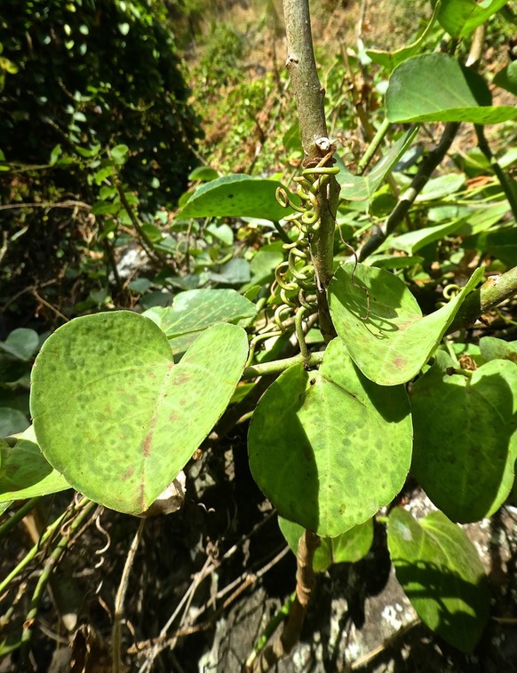 Cissus rotundifolia. liane de boeuf . vitaceae P1440442