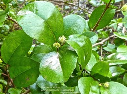 Flacourtia indica . prune malgache . P1440409