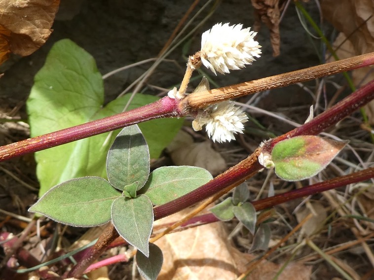 Gomphrena celosioides . amaranthaceae P1440451