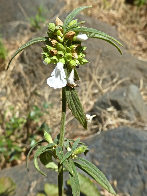 Leucas aspera .Petit tomb+® . lamiaceae P1440665