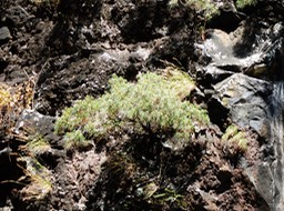 Monarhenus pinifolia (1)