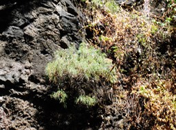 Monarhenus pinifolia (2)