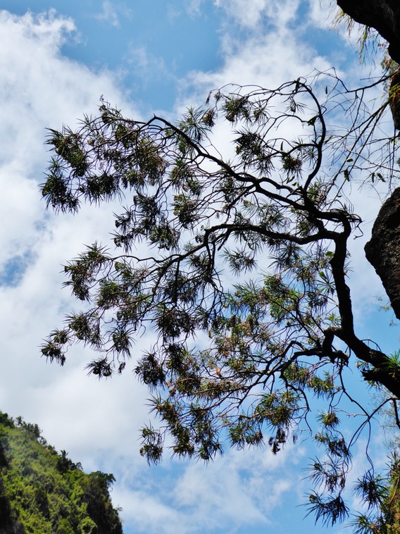 Monarhenus pinifolia