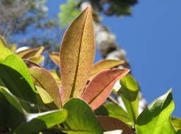 10 Détail de jeune feuille de Badula grammisticta - Bois de savon -  Myrsinaceae - Endémique de la Réunion